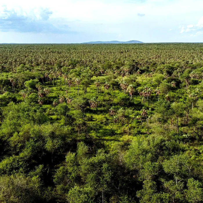 Aerial view over Chaco Vivo: dense green dry forest and palm groves stretching to a flat horizon under a pale sky