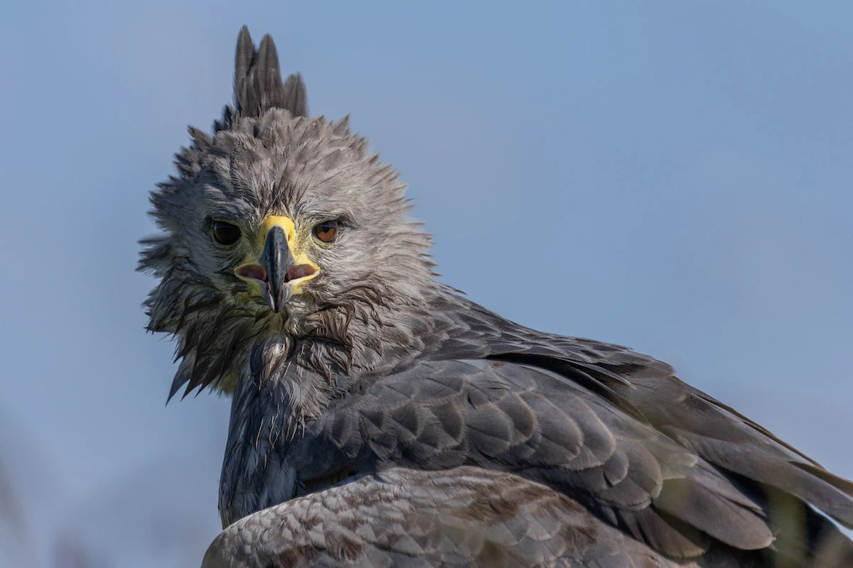 Chacoan solitary eagle from the Chaco Vivo image collection