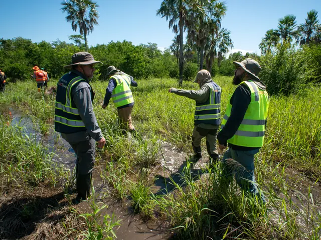Team members in high-visibility vests walk through tall, waterlogged grass beneath palm trees, one pointing ahead
