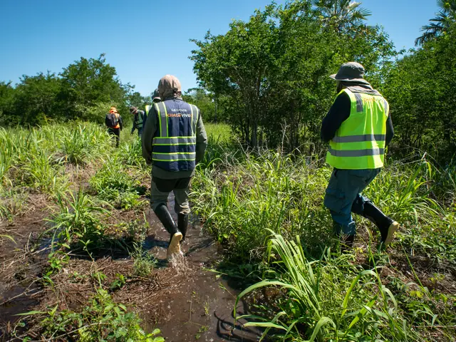 Two people in high-visibility vests walk single file along a muddy track through tall grass and green scrub, with more of the group ahead