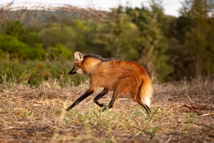 A maned wolf walking through native vegetation