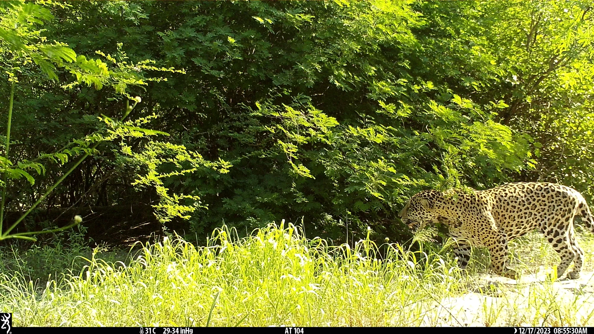 Jaguar recorded by a field camera