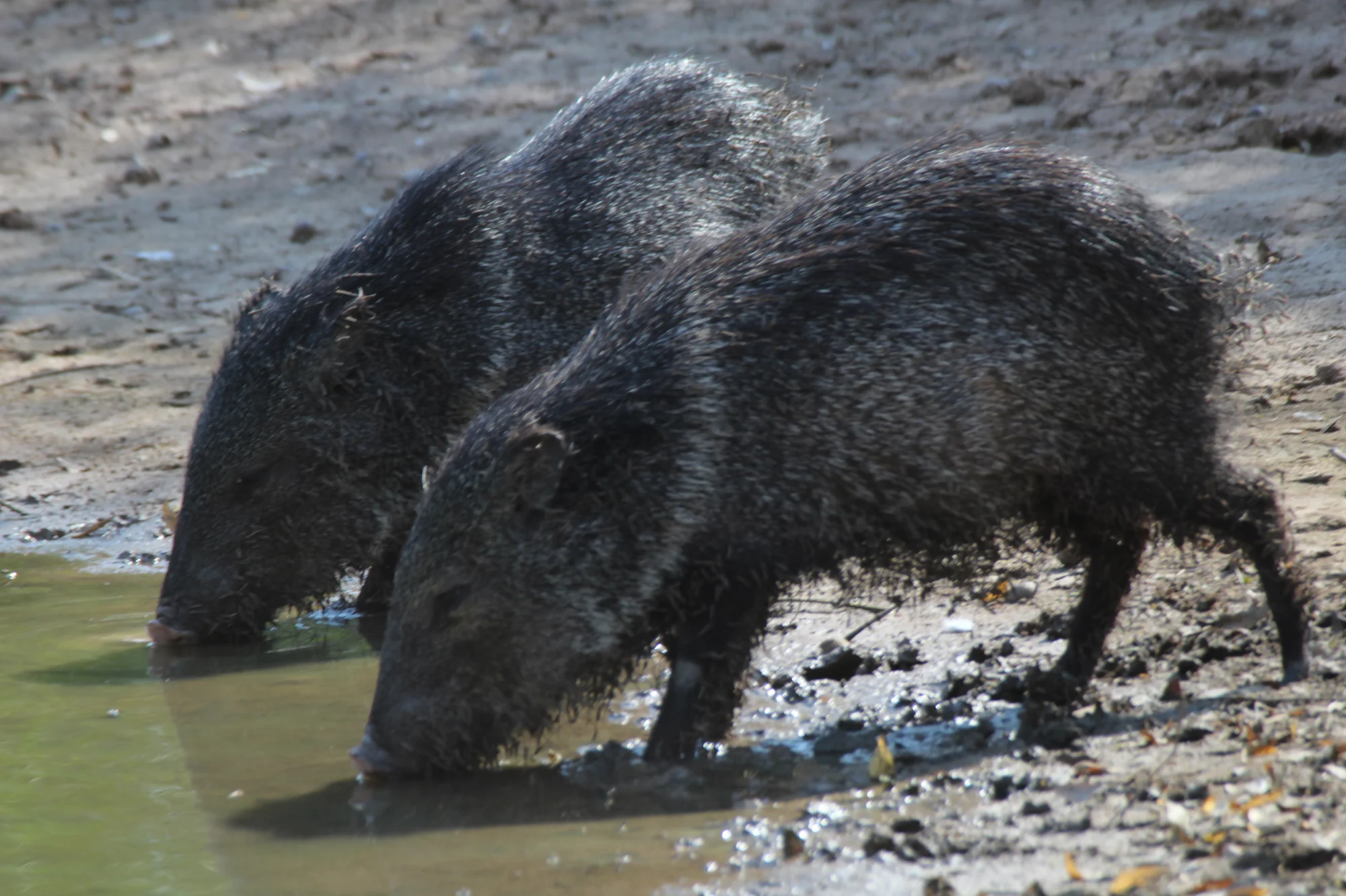 Peccaries at a pool of water