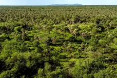 A forested stretch of the Chaco seen from above