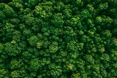Forest canopy seen from directly above
