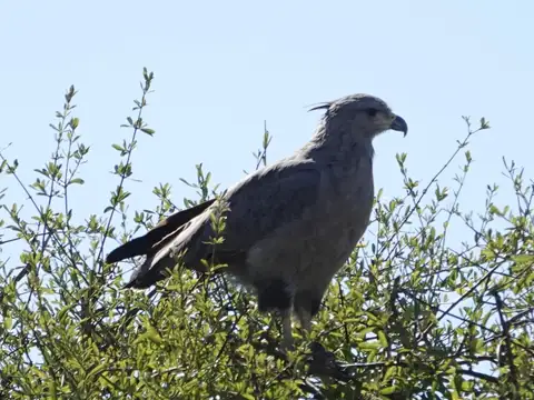 A Chaco eagle perched on top of a shrub against a pale sky