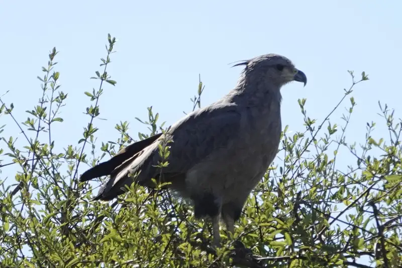 A Chacoan solitary eagle perched on top of a shrub