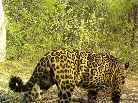 Camera-trap photo of a jaguar walking through dry Chaco forest