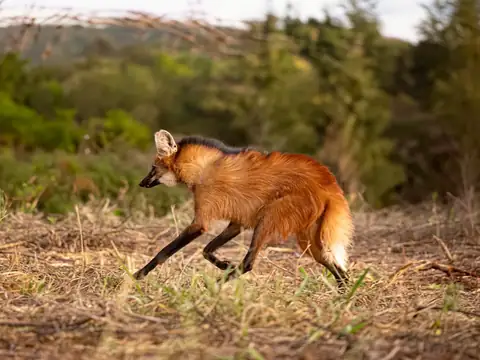 A maned wolf walking through native vegetation