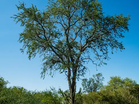 A palo santo tree with a spreading crown against a blue sky