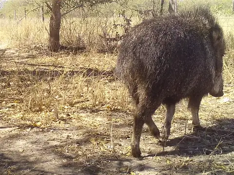Camera-trap photo of a Chacoan peccary on dry ground