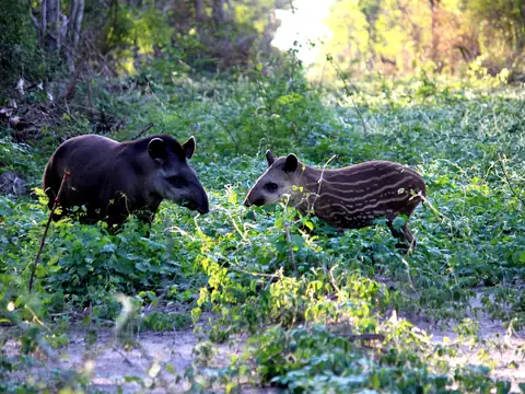 An adult lowland tapir and a striped young tapir in green undergrowth