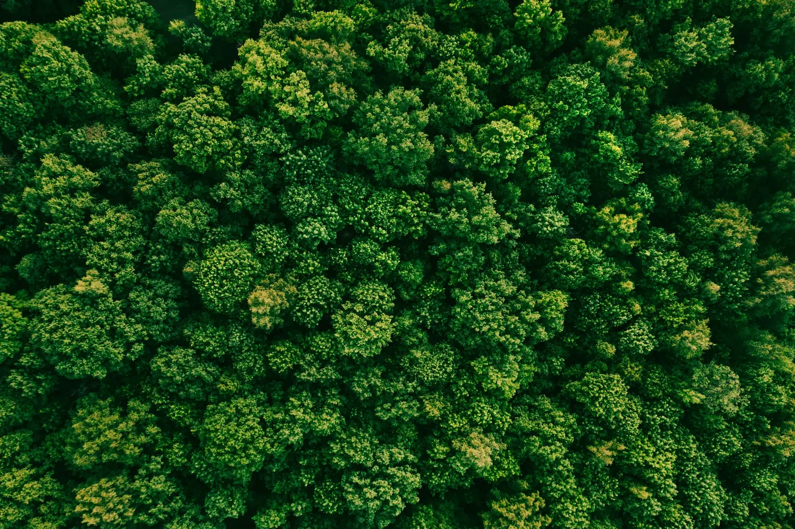 A continuous canopy of green native forest from the Chaco Vivo collection
