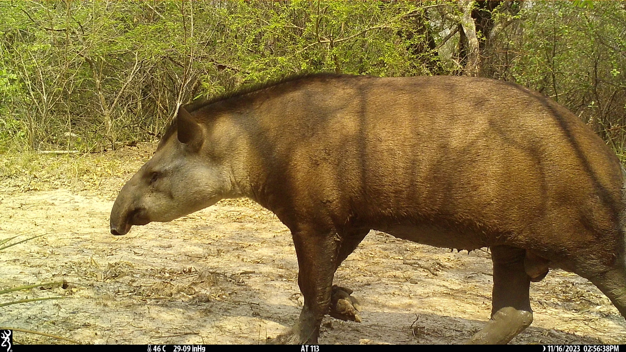 A tapir recorded by a field camera