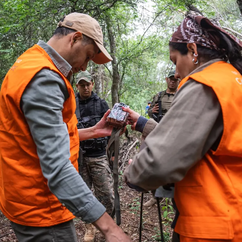 In dense green forest, two field team members in orange high-visibility vests hold and inspect a camera trap together while others in uniform look on